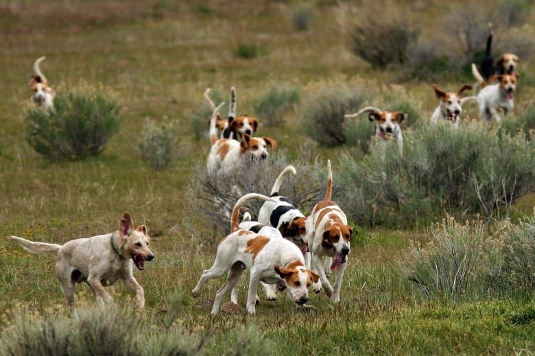 american-fox-hunting A group of dogs running in a field.