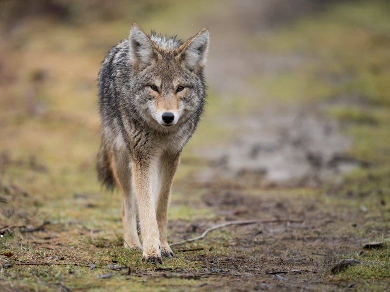 coyote-1 A coyote walks toward the camera in a meadow-like area.