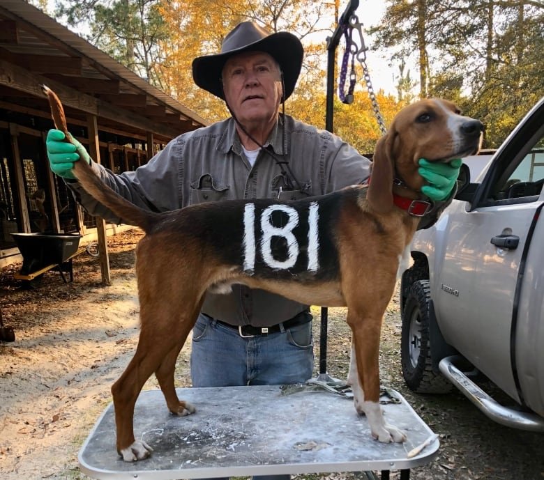 ron-lounsbury A man holds a dog's tail and chin. The numbers 181 are painted on the side of the dog.