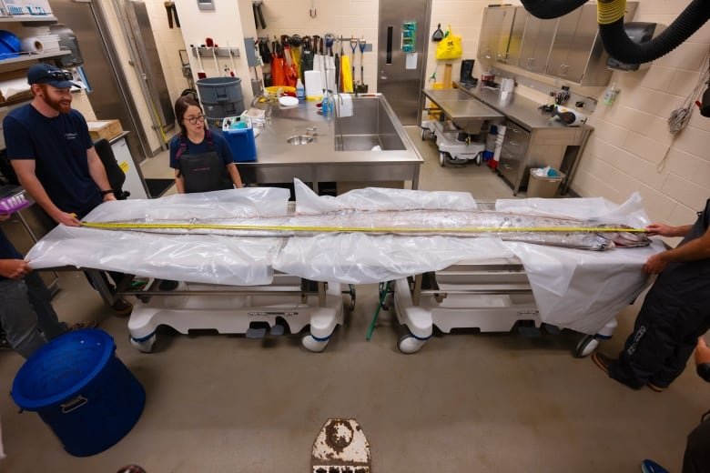 Three people measure a long, eel-like dead fish upon stretched out across two tables in a lab.