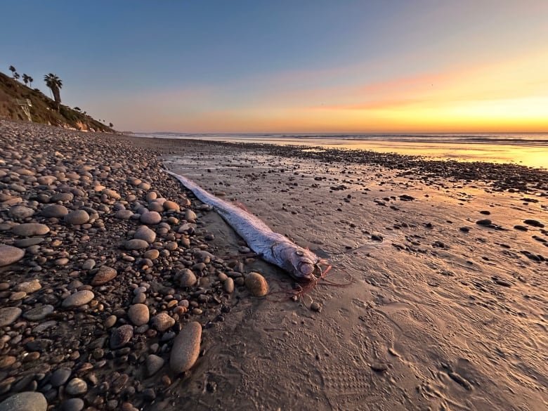 A long, eel-shaped silvery pink dead fish with pink string-like appendages on its head and pink fins along its back stretched out on a beach at sunset.