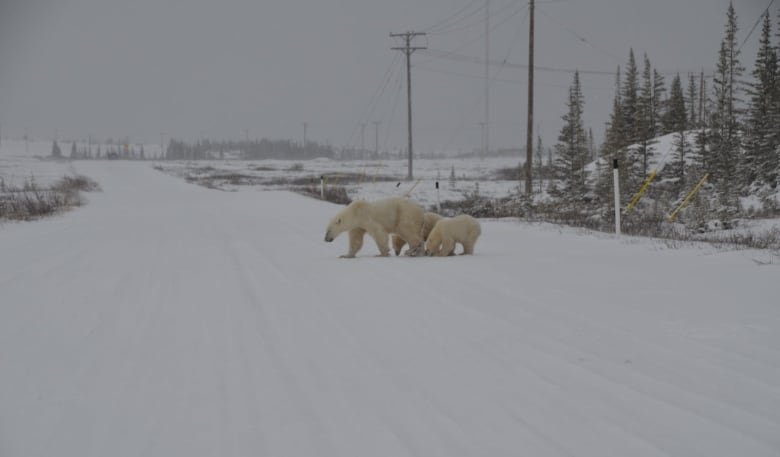 A mother polar bear and her two cubs walk across a snow covered road in a remote community.