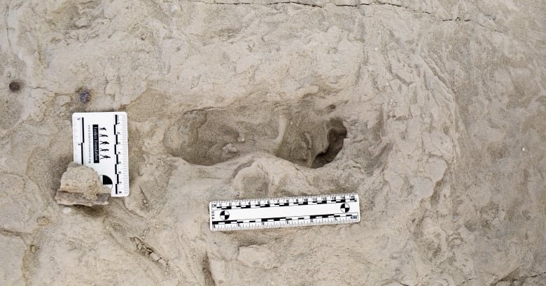 A close-up of a fossilized footprint impression in a dried mud surface. White rulers nearby indicate the size.