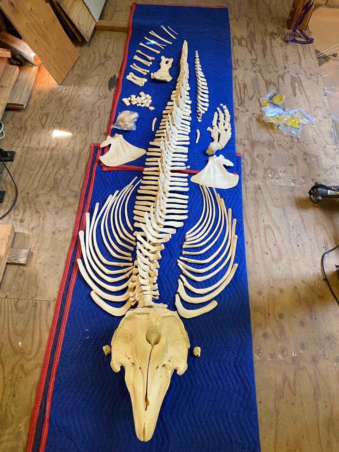 dolphin-skeleton A skeleton consisting of hundreds of bleached white bones, including the head and rib bones, meticulously assembled on a blue cloth.