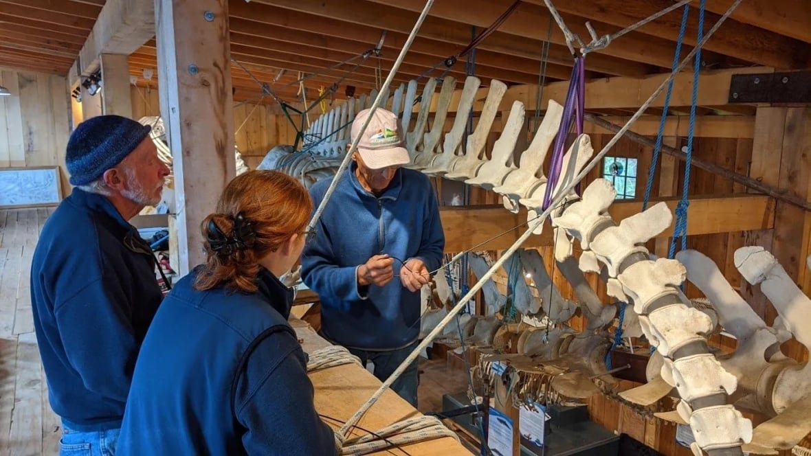 whale-interpretive-centre A man prepares a whale skeleton that is suspended with ropes.