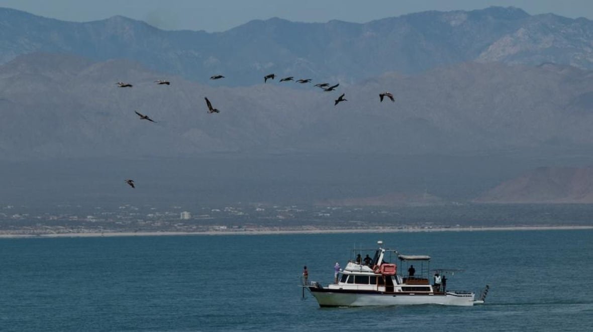 mexico Totoaba is illegally fished in the waters off the west coast of Mexico.