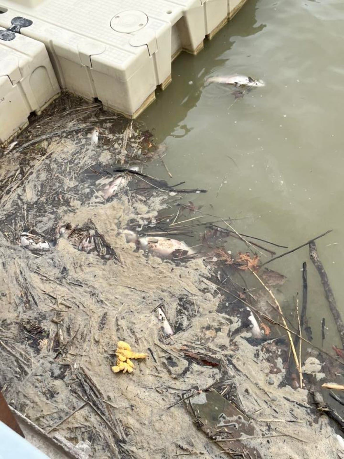 dead-fish-port-franks Dead fish among watery debris