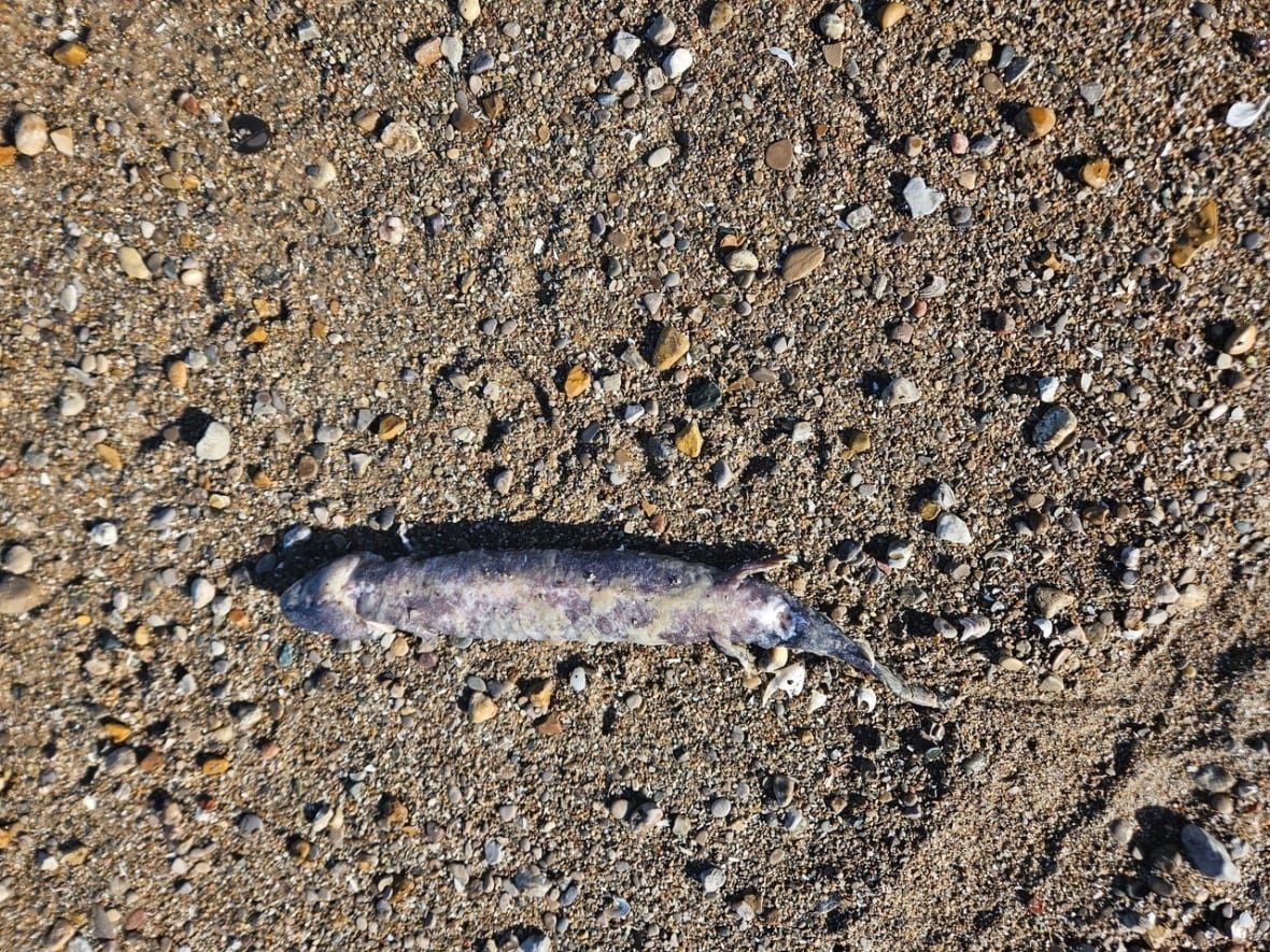 dead-mudpuppy A dessicated-looking salamander lying on its back in the sand