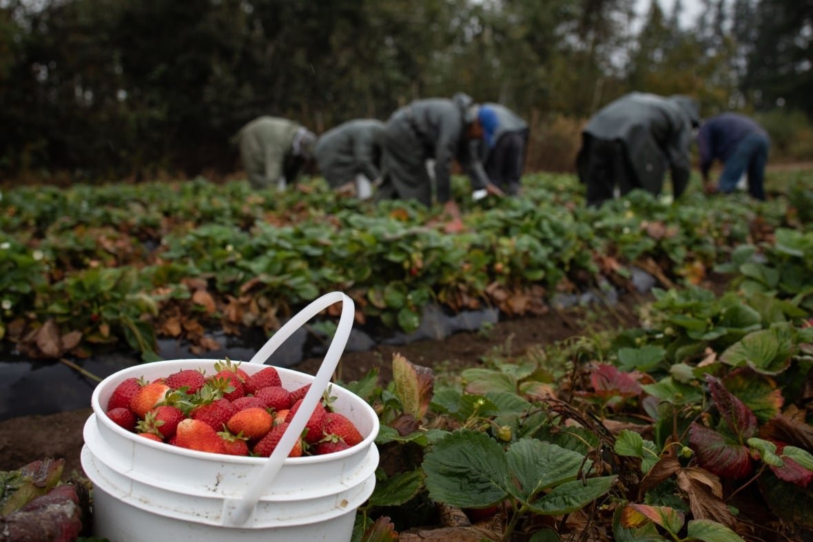 migrant-farm-workers A strawberry field with a white bucket full of strawberries in the foreground and workers picking berries in the background.
