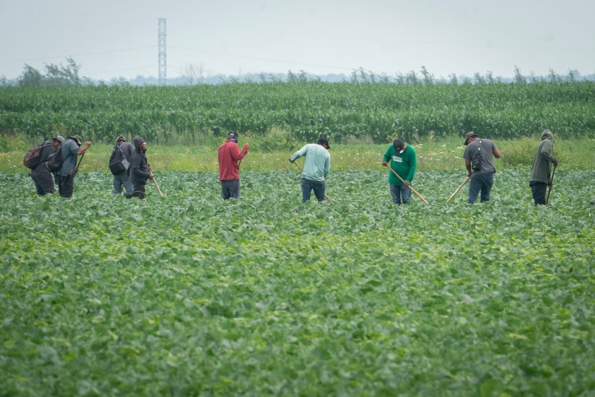 seasonal-workers Several workers stand in a green field.