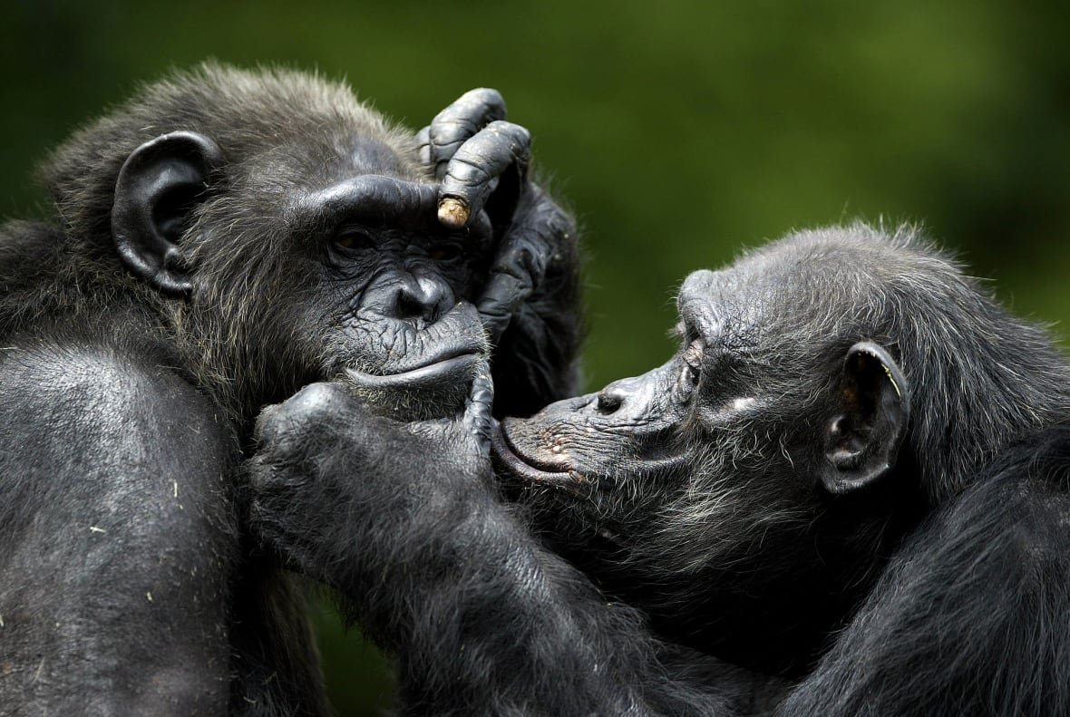 1146426305 Closeup of two chimpanzees, their faces pressed together as one grooms the other.