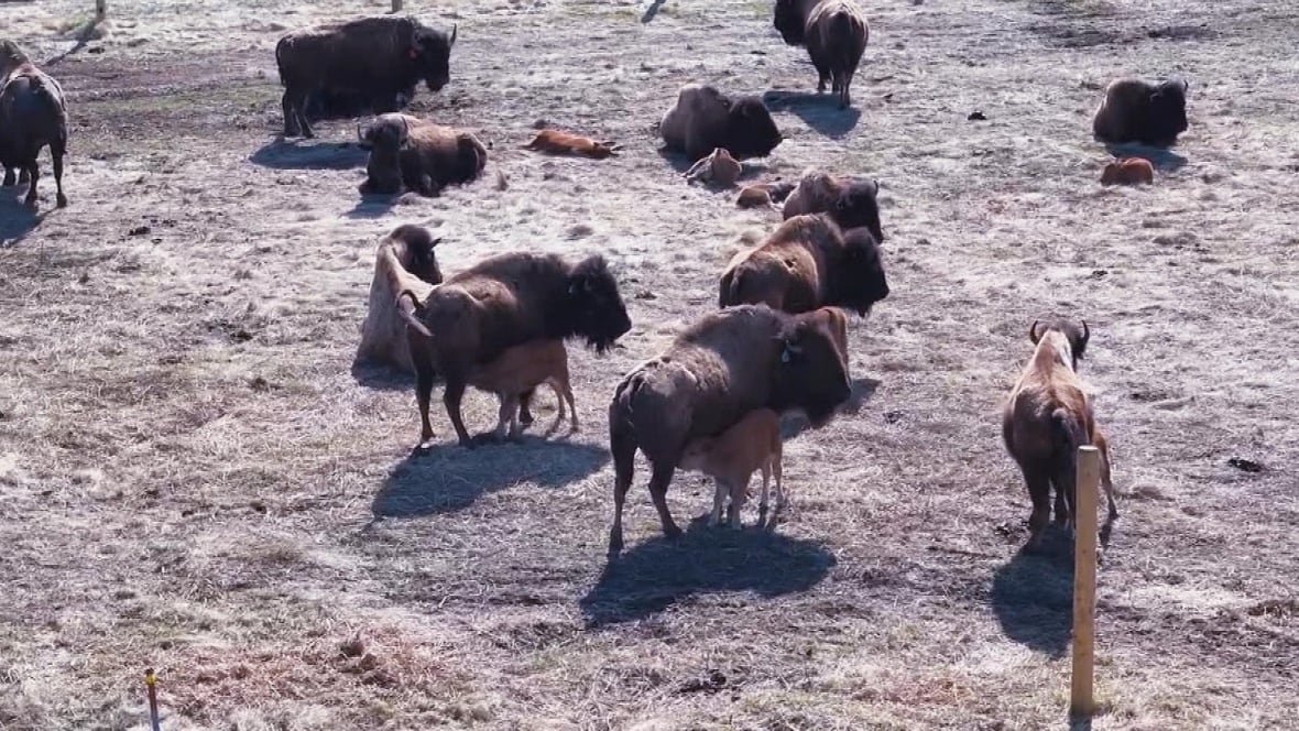 brokenhead-ojibway-nation-buffalo-herd-1 the herd is shown, with babies feeding from their mothers.