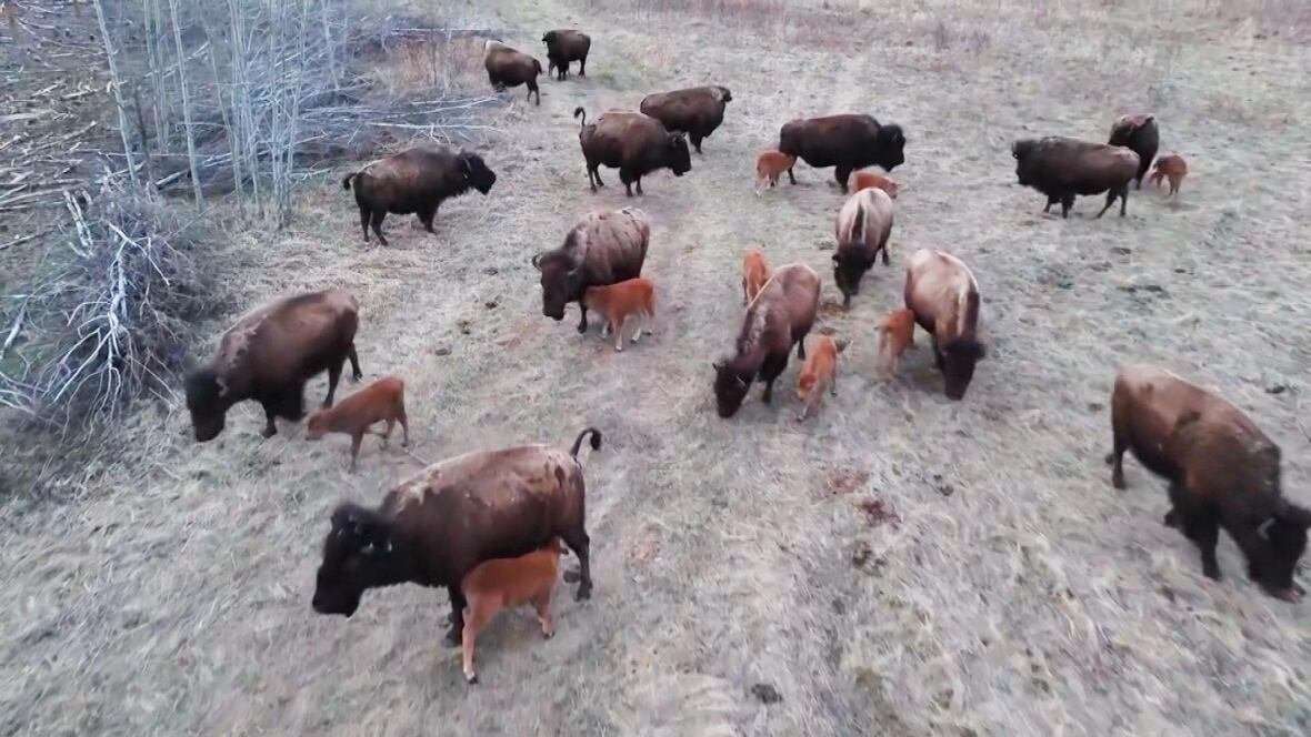 brokenhead-ojibway-nation-buffalo-herd an aerial view of the buffalo herd. there are 24 buffalo and calves to be seen.