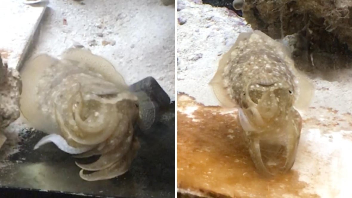 cuttlefish-sign-language Two pictures of a cuttlefish in its environment.