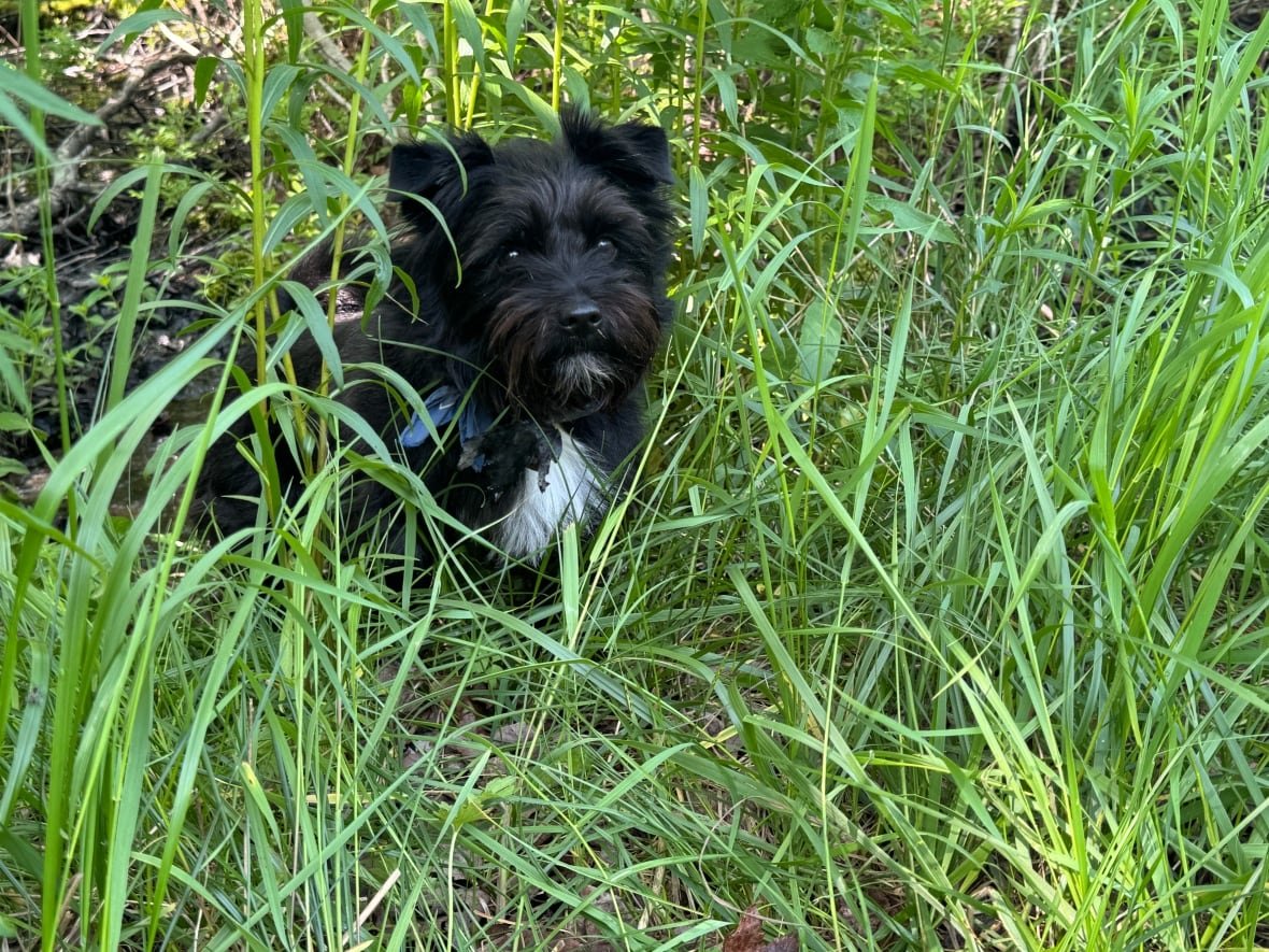 dog-long-grass-lyme-disease A black dog is shown sitting in long grass.