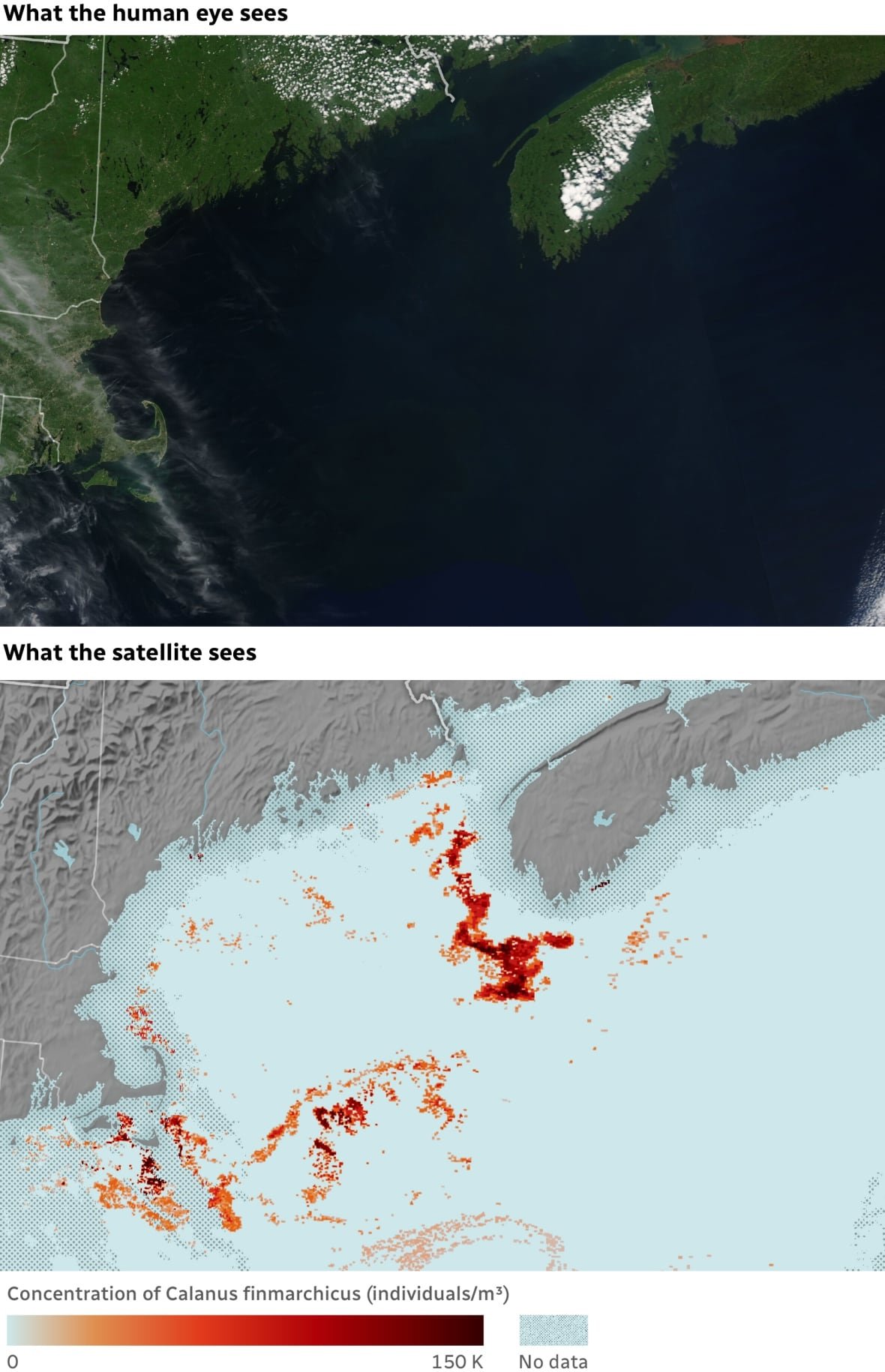 gfx-dd-plankton-comp One map shows a satellite image of the Gulf of Maine, while another shows orange and red areas in the gulf, which depict concentrations of zooplankton.