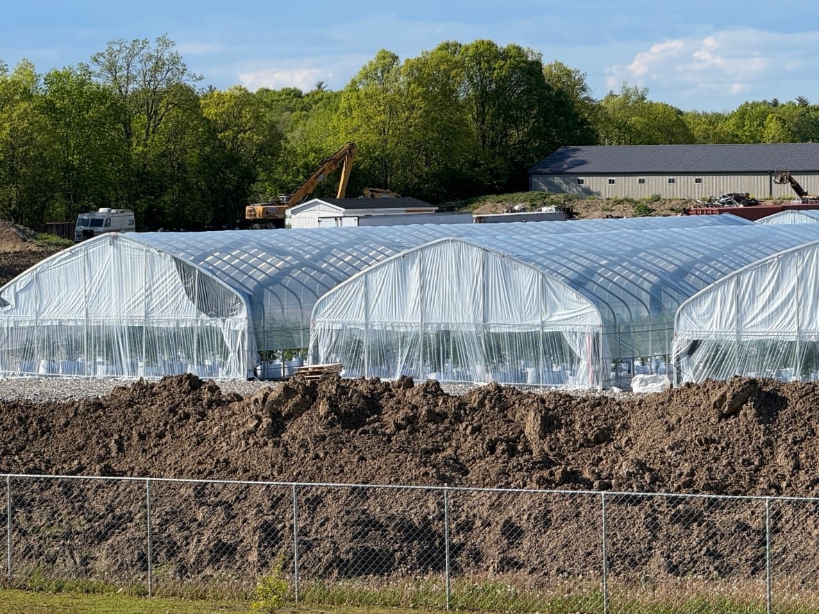 greenhouse-w-cannabis Greenhouses with cannabis growing in pots.