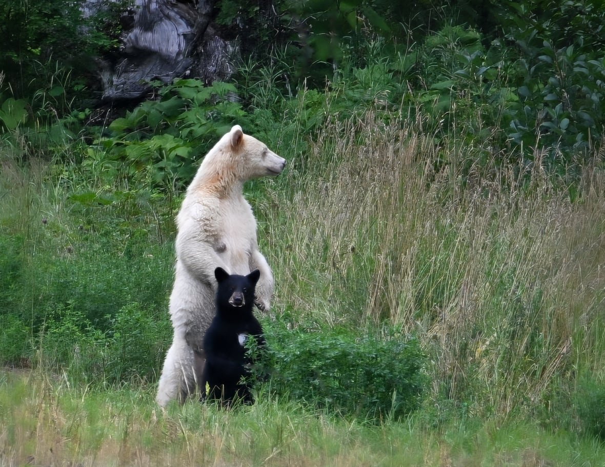 kermode-with-cub A white adult bear standing with a black bear cub.