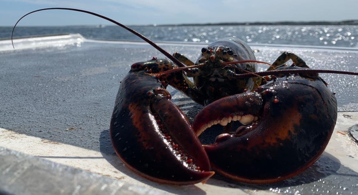 lobster-fishing-anse-bleue-nb Closeup of a lobster on a surface, with its claws slightly folded in front of it.