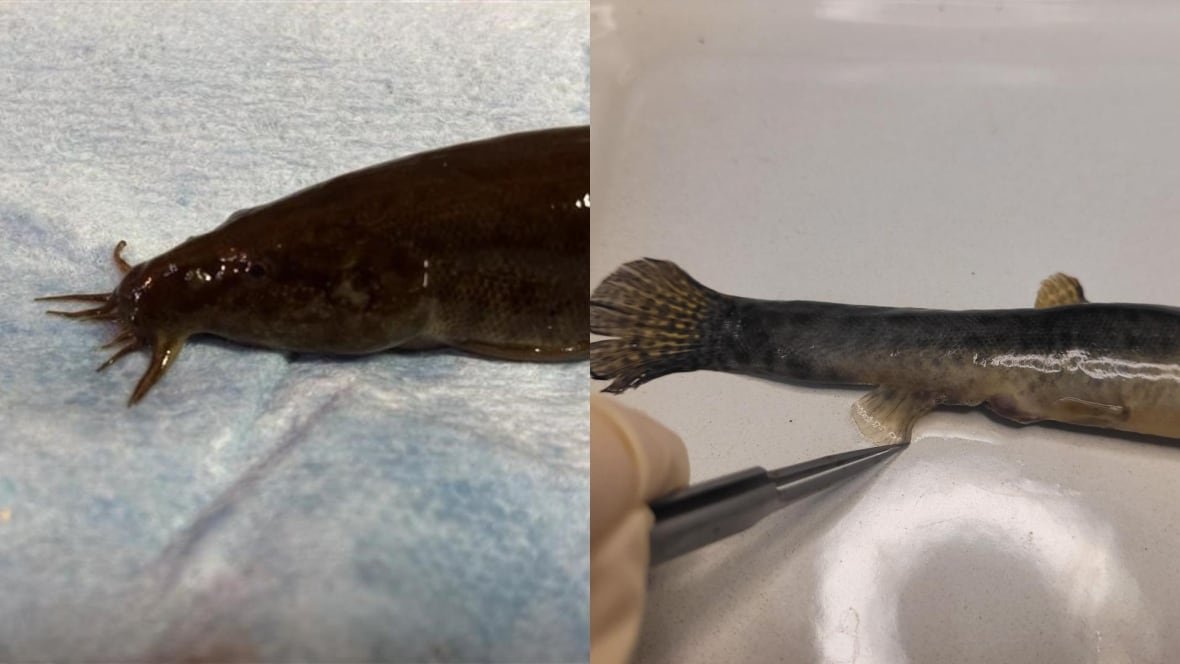 oriental-weatherfish-side-by-side A side by side photo of the head of an Oriental Weatherfish and the tail of an Oriental Weatherfish