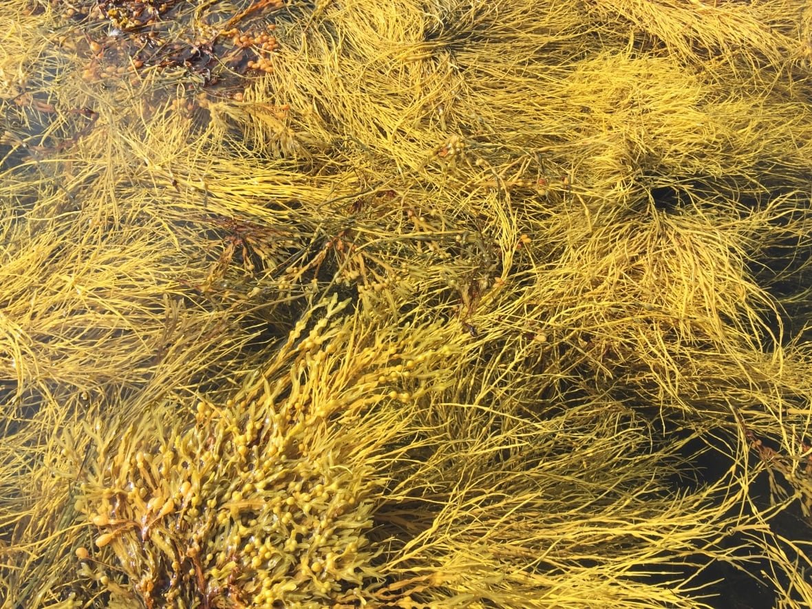 rockweed-1 Greenish-yellow fronds of seaweed float in the water.