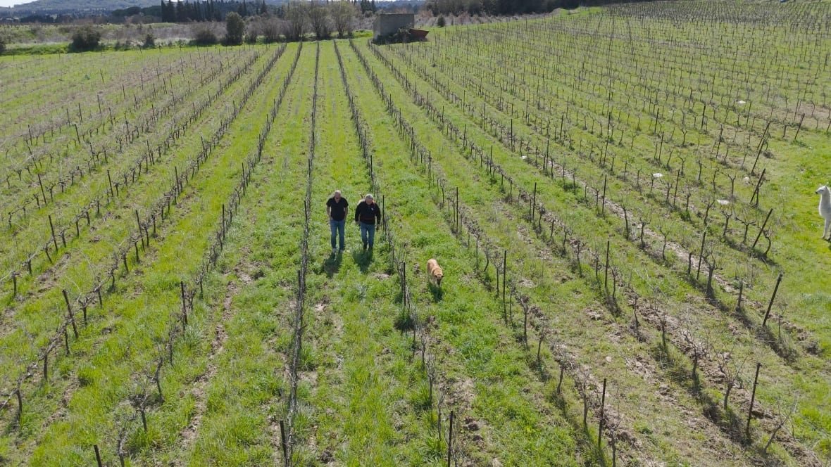rows Pierre Jauffret walks between rows of vines at Château Terre Forte.