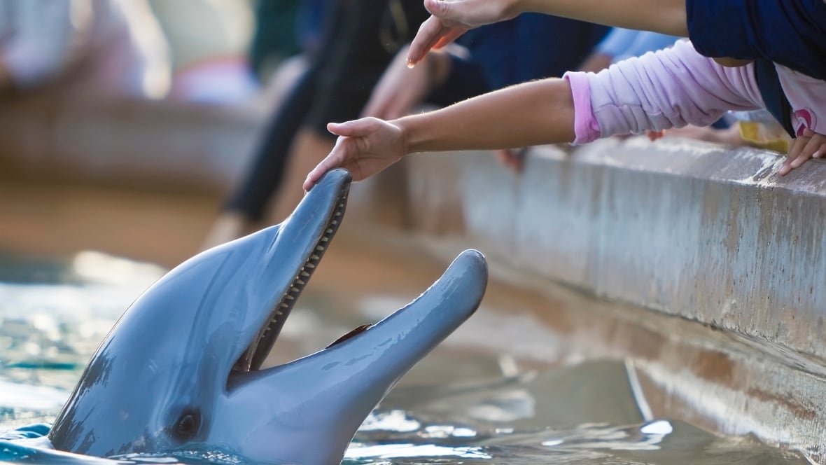 thelastwalrus-animalcaptivity-istock-1 A hand touches the snout of open-mouth bottlenose dolphin floating at the edge of a pool.