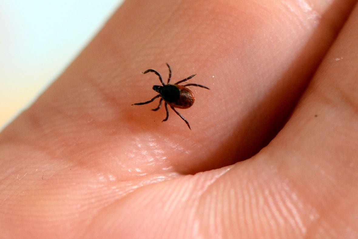 tick-lyme-disease An adult blacklegged tick.