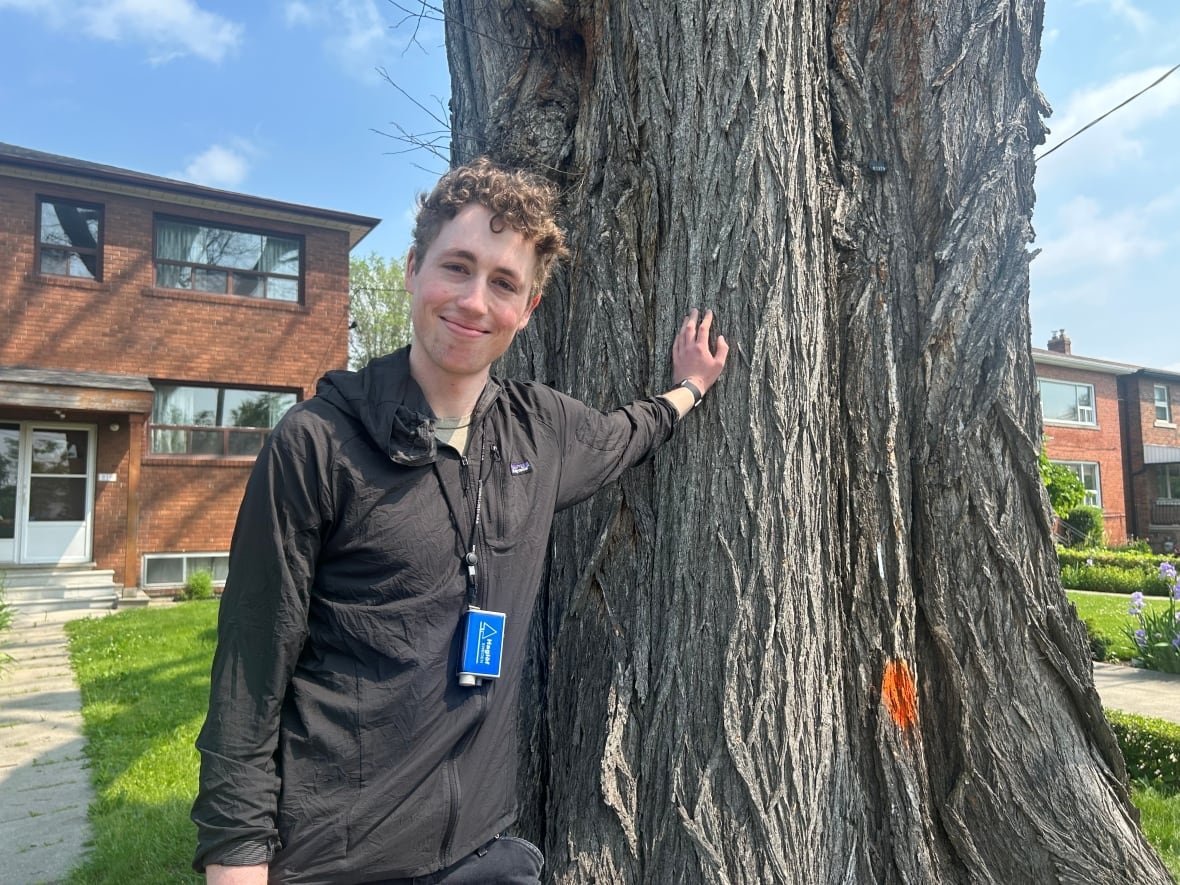 tree-sedgwick U of T Masters student Sam Sedgwick is working with Davies all summer to help map some of the city's oldest and largest trees, in the hope their seeds can be harvested to ensure the trees have a future in the city.