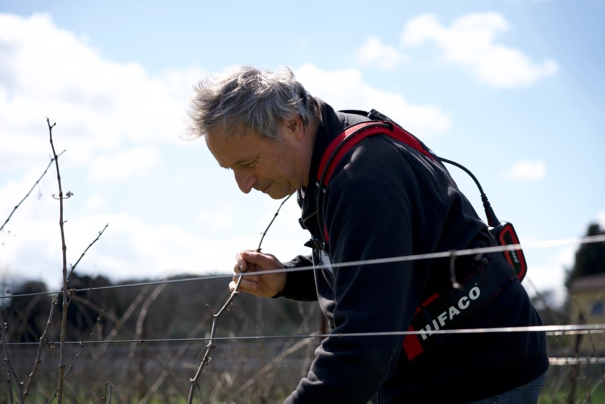 trimming Pierre Jauffret trims the vines ahead of this years growing season, near Avignon, France.