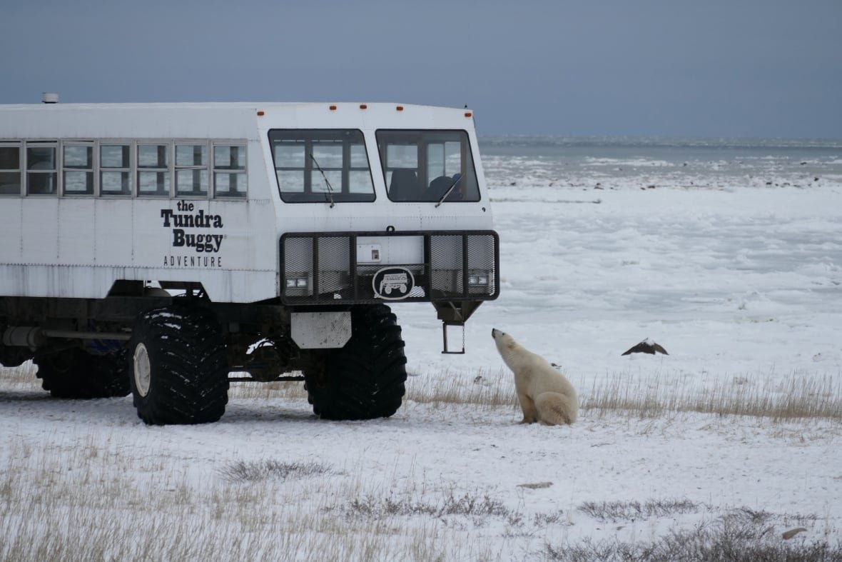 tundra-buggy-polar-bear-rides-nov-2015 A polar bear looks up at a tundra vehicle with oversized wheels.