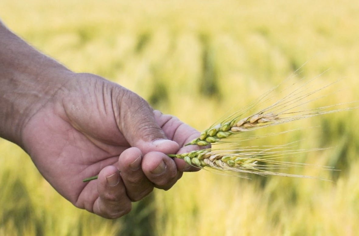 usa-wheat-north-dakota A person holds a head of wheat afflicted with fusarium head blight, also known as scab, which can damage yields and cause vomiting if consumed.