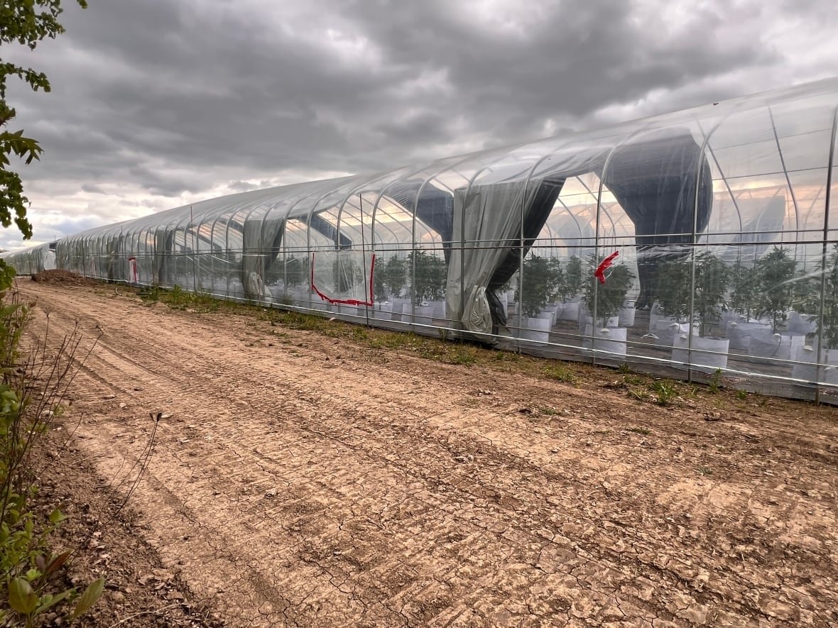 legacy-farms-greenhouse Marijuana plants in pots are lined up inside greenhouses.