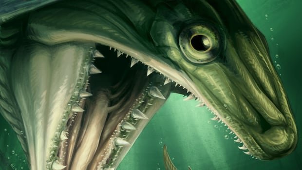 Researchers discover ancient predatory, fanged fish that swam in Nova Scotia waters