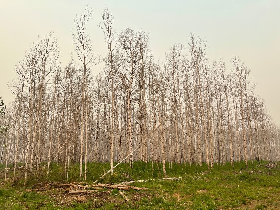 the-paskwa-fire Fire