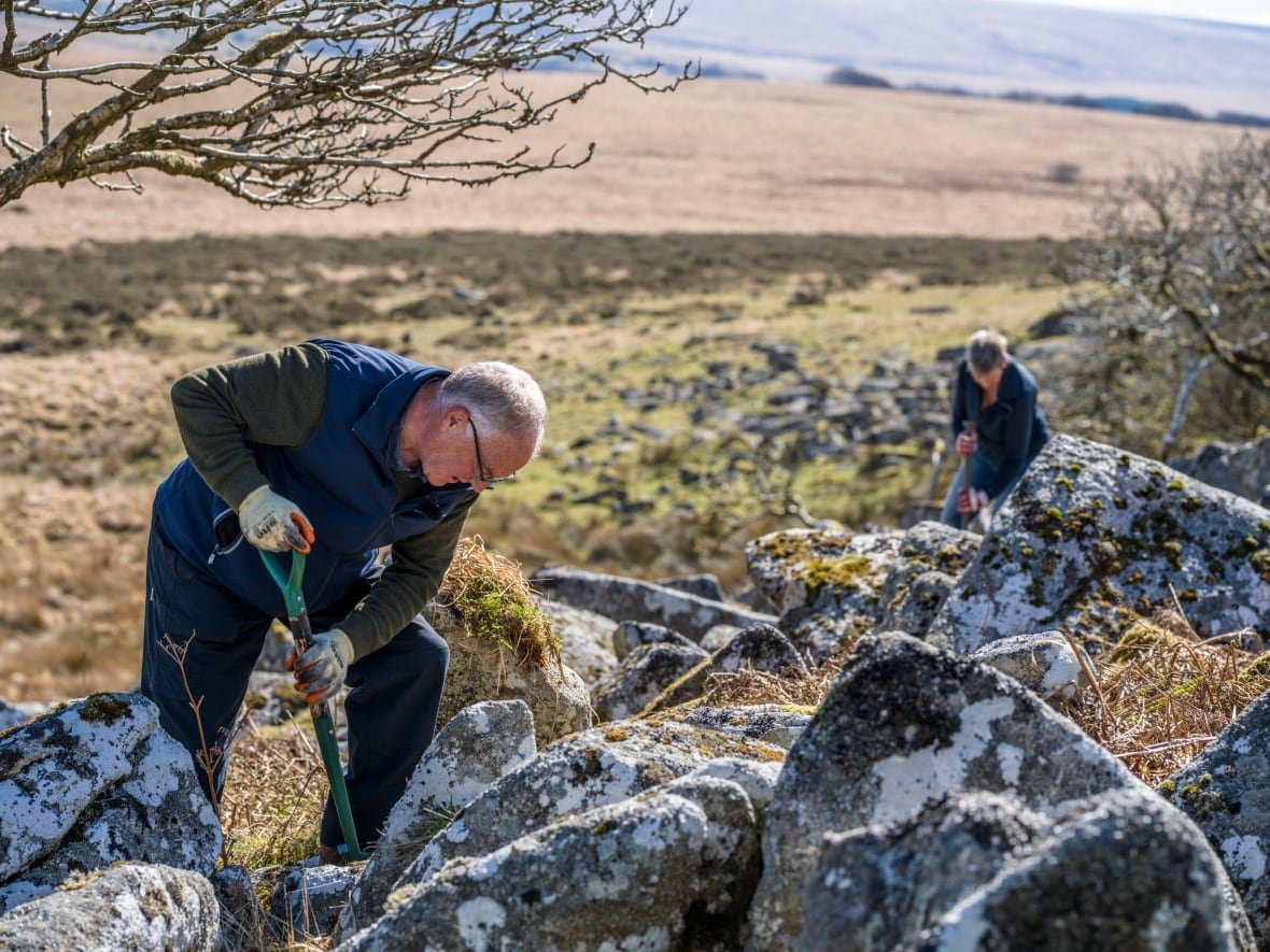 tree-planting-near-wistman-s-wood-dartmoor Two people plant tree saplings near large rocks.