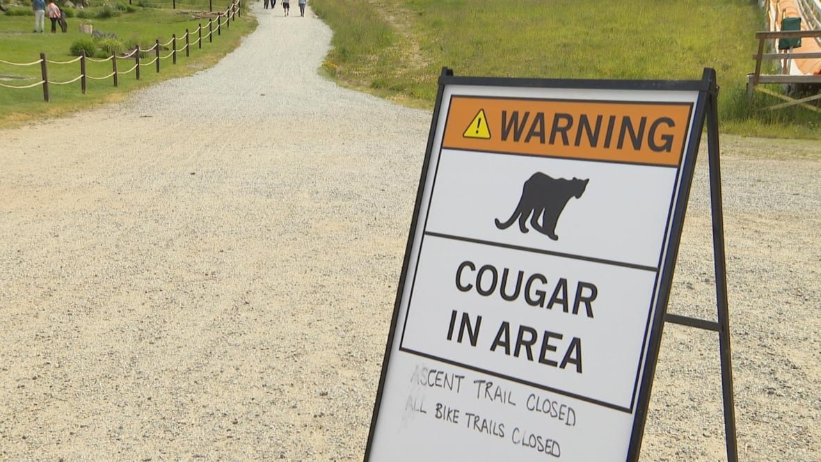 warning-cougar-in-area-sign-stock-generic-file A sign reads 'Warning Cougar In Area' and says the ascent trail and all bike trails are closed.