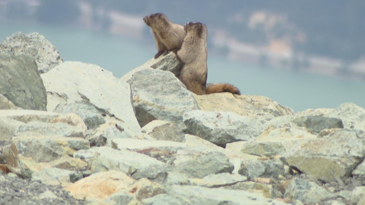 whistler-marmots Two rodents perch on a rock.