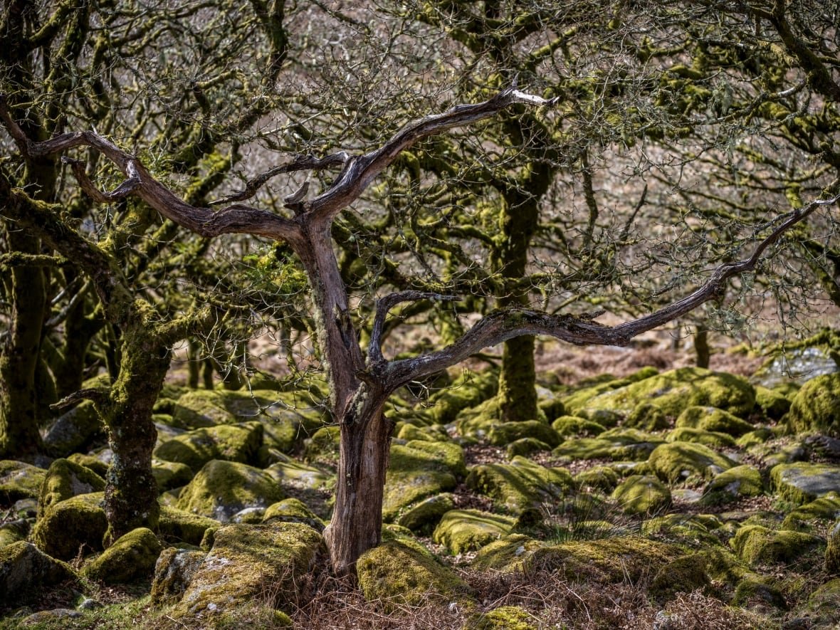 wistman-s-woods-and-cactus-guards Old trees stand among moss-covered rocks.