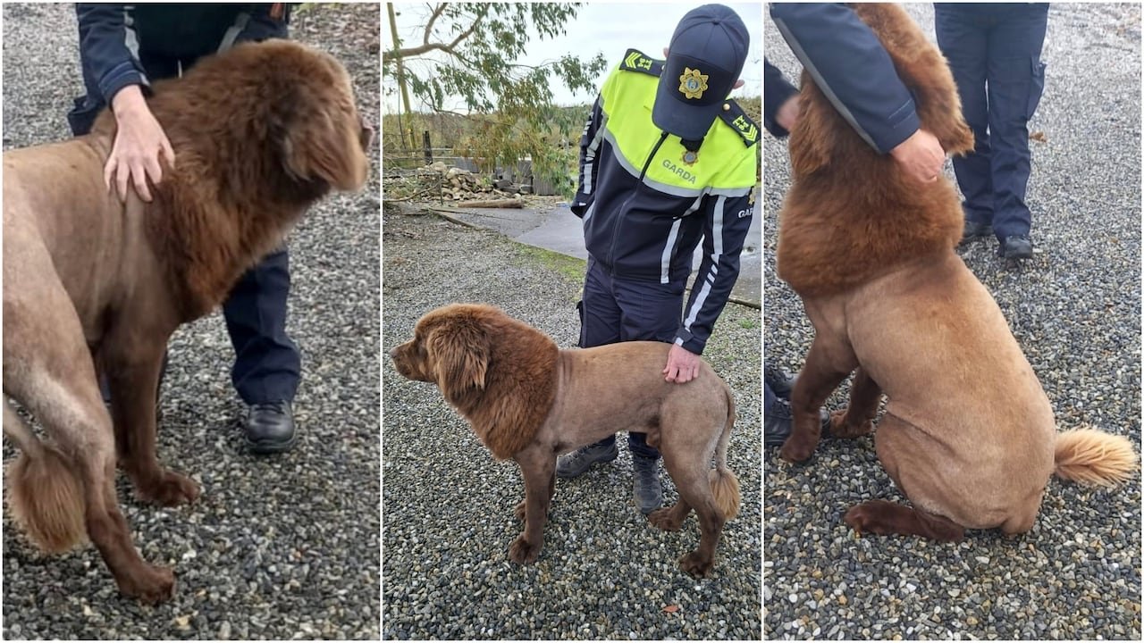 Three side-by-side vertical photos show a brown Newfoundland dog, its body shaved to resemble a male lion.