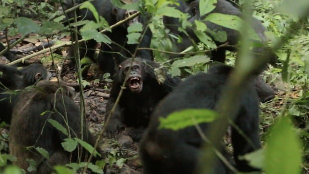 “Chimpanzee ‘Civil War’ Erupts in Uganda”