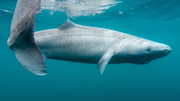 “Rare Greenland Shark Strands on Ireland’s Coast”