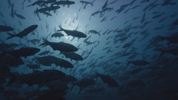 “Underwater Drone Captures Stunning ‘Fish City’ at Ontario Nuclear Plant”