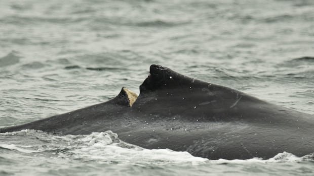 “High-Tech Cameras Detect Marine Mammals on Electric Ferries”