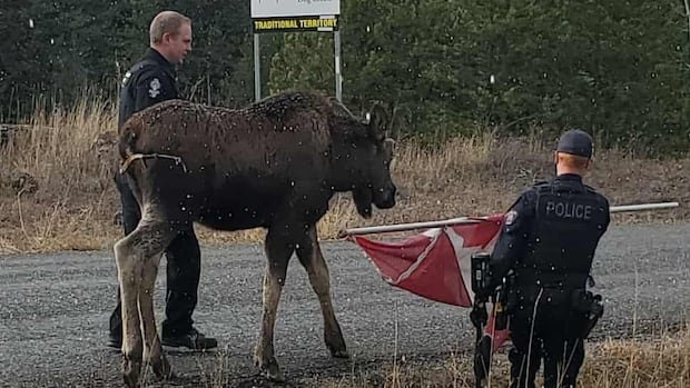“Heroic Ranch Owner Rescues Moose Trapped in Horse Paddock”