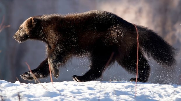 “Optimism Grows for Wolverine’s Return to Labrador”