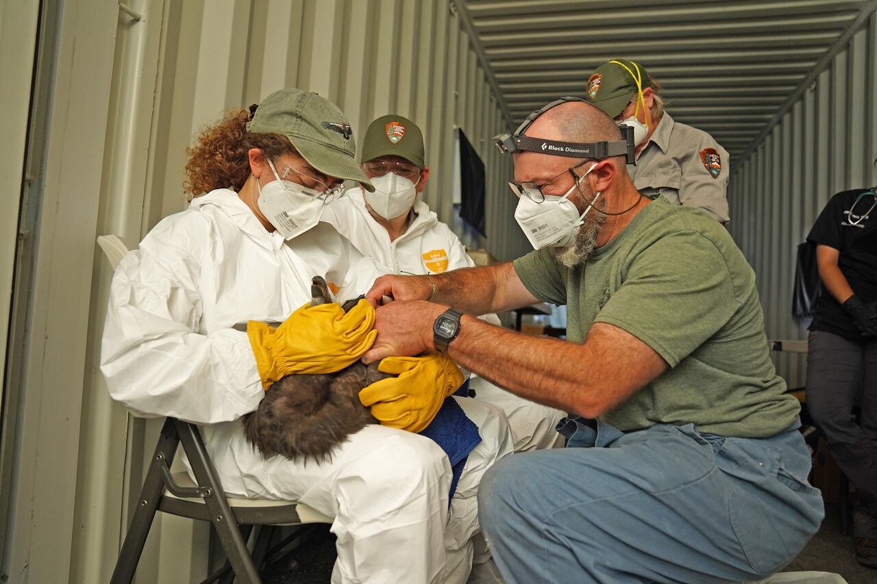 A conservationist attending to a condor as part of the Northern California Condor Restoration Program.