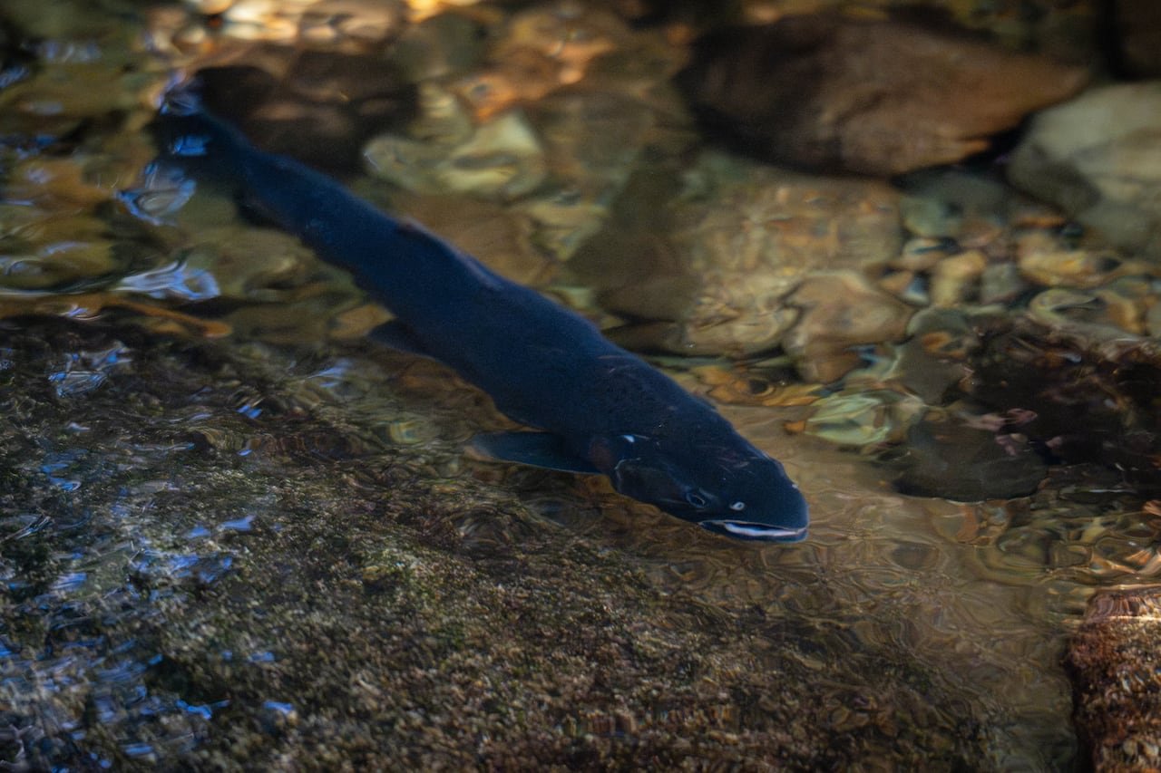 default-11 A slender black fish is seen swimming in shallow water.