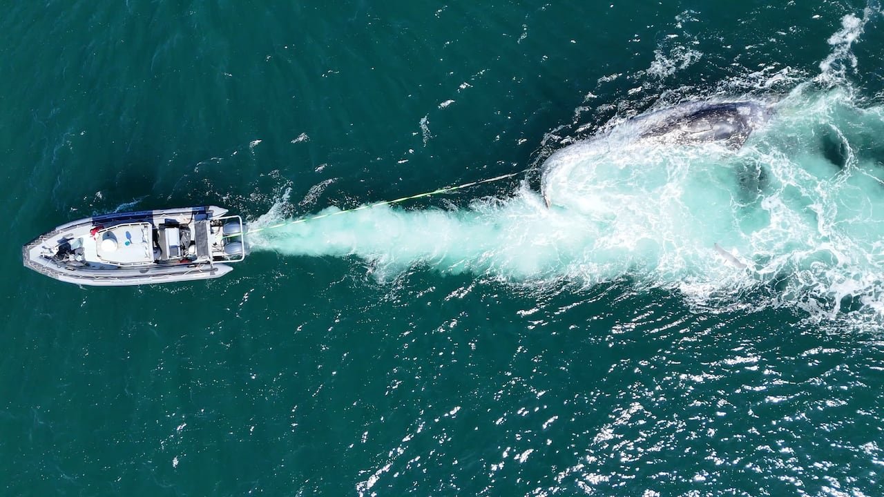 default-129 A boat tows a grey whale carcass.