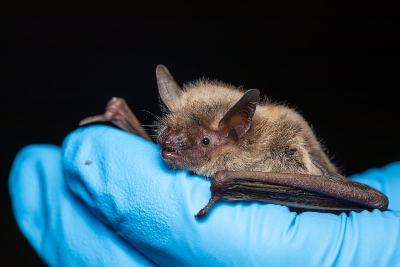 A little brown bat being held in a blue-gloved hand.